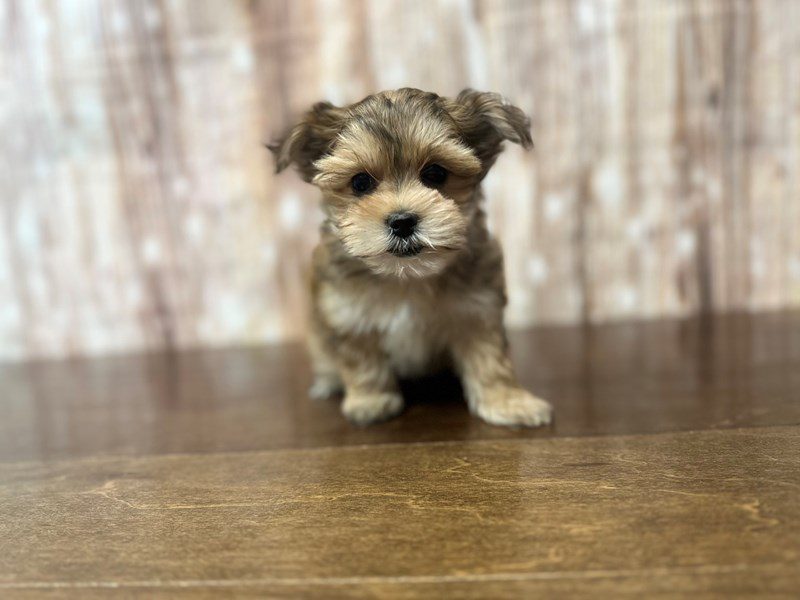 Morkie (Yorkshire Terrier X Maltese) Dog Female Brown and white 3959