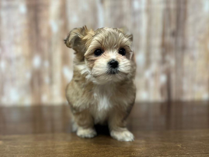 [#3960] Hermione - Brown with white Female Morkie (Yorkshire Terrier X Maltese) Puppies for Sale