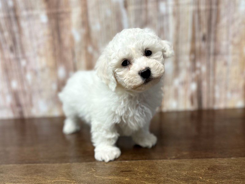 Bichon Frise Dog Male White 3955