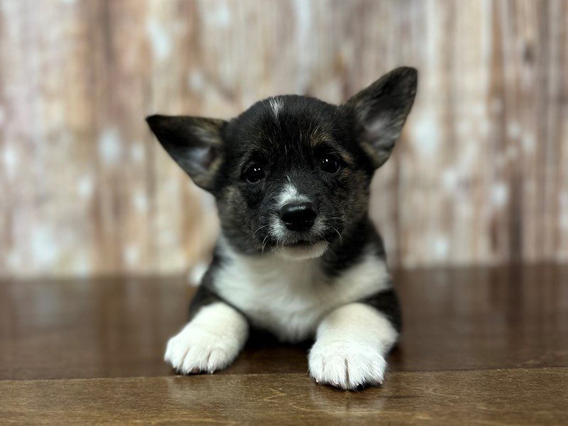 [#3952] Scooter - Tri color Male Pembroke Welsh Corgi Puppies for Sale
