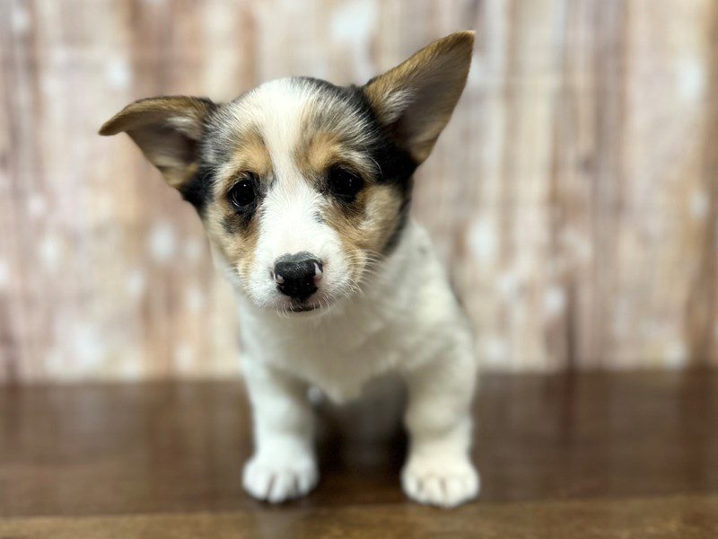 Pembroke Welsh Corgi Dog Male Blue Merle 3951