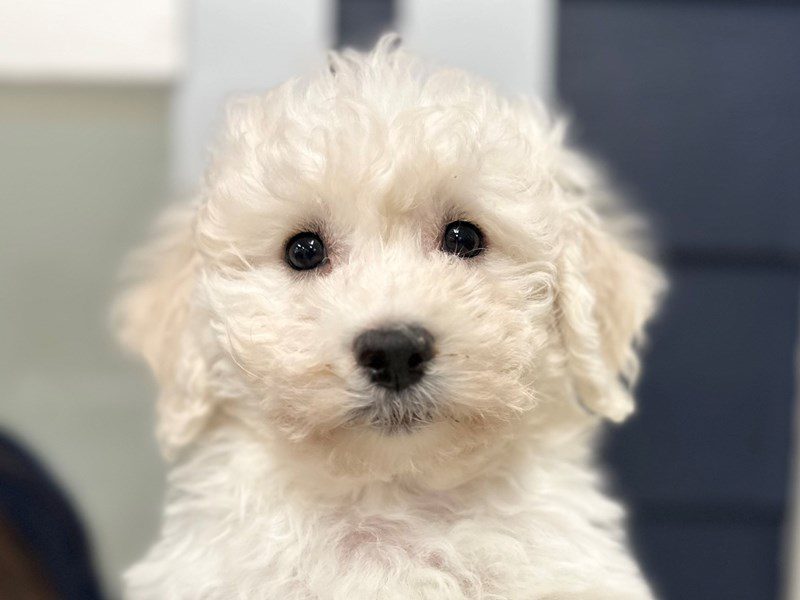 [#3954] Elsa - White Female Bichon Frise Puppies for Sale