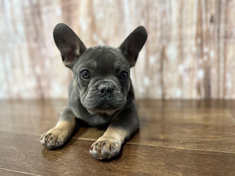 [#3981] Tucker - Blue and tan Male French Bulldog Puppies for Sale
