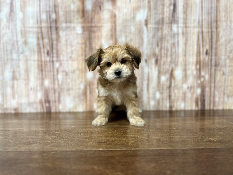 YorkieChon Dog Male Brown and white 3973