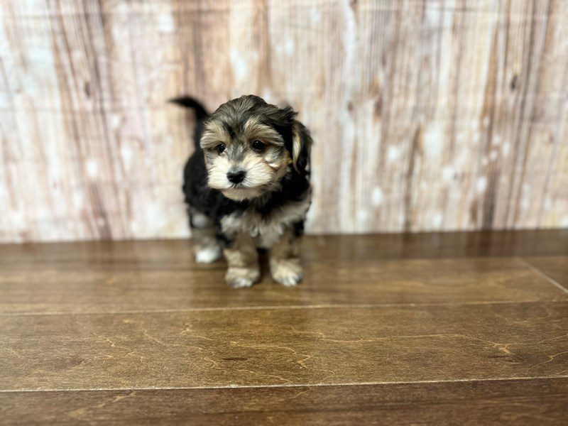 [#3972] Sparky - Tri color Male YorkieChon Puppies for Sale