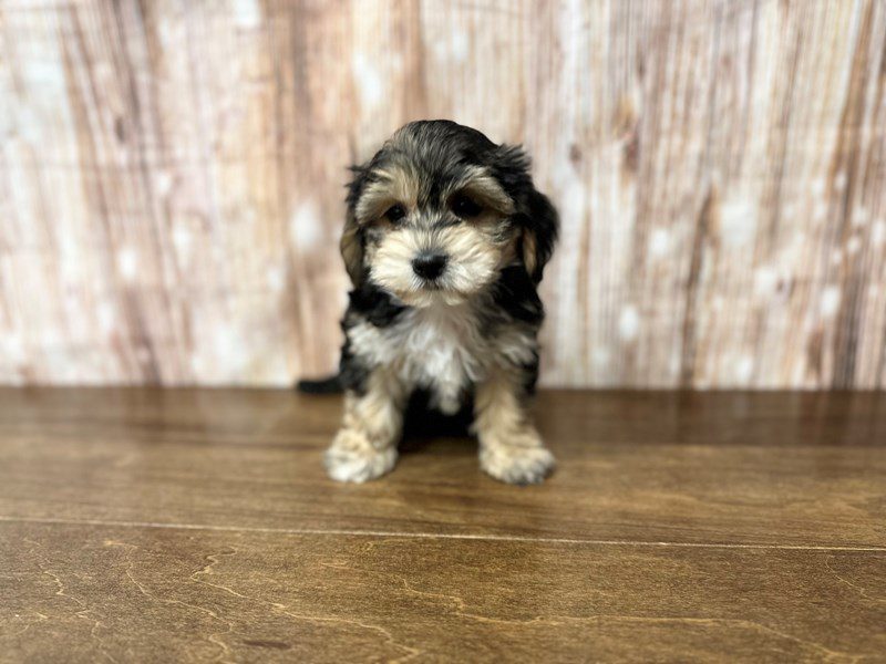 [#3974] Dakota - Black and tan Male YorkieChon Puppies for Sale