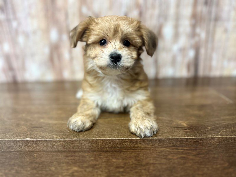 YorkieChon Dog Female Brown and white 3969