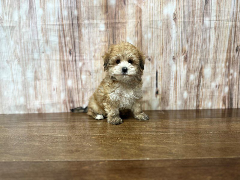 [#3970] April - Brown and white Female YorkieChon Puppies for Sale