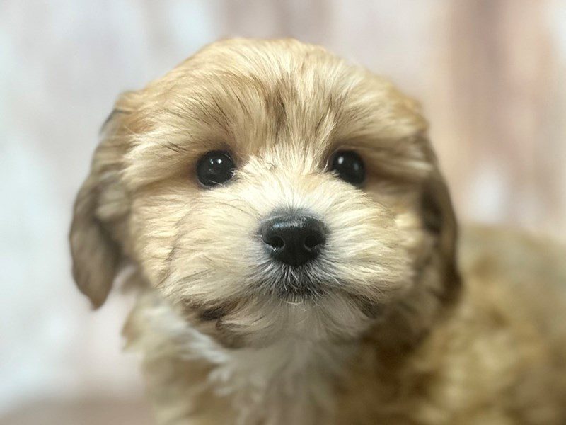[#3971] Thor - Brown and white Male YorkieChon Puppies for Sale