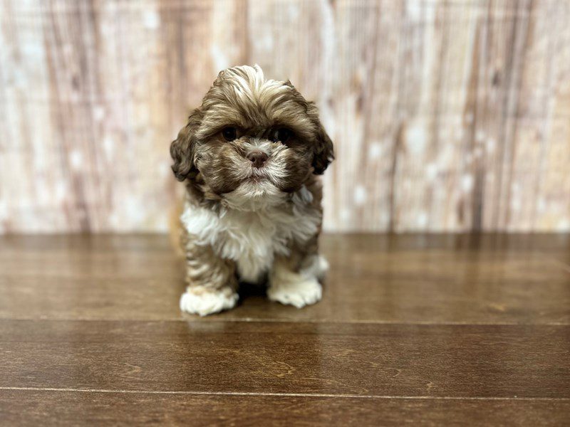 [#3978] Edward - Brown and white Male Shih Tzu Puppies for Sale