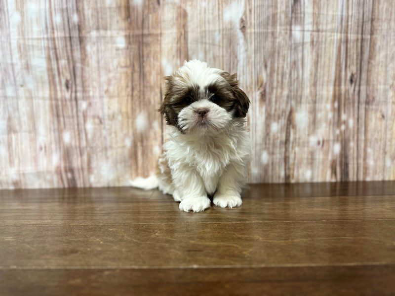 [#3979] Norman - Brown and white Male Shih Tzu Puppies for Sale