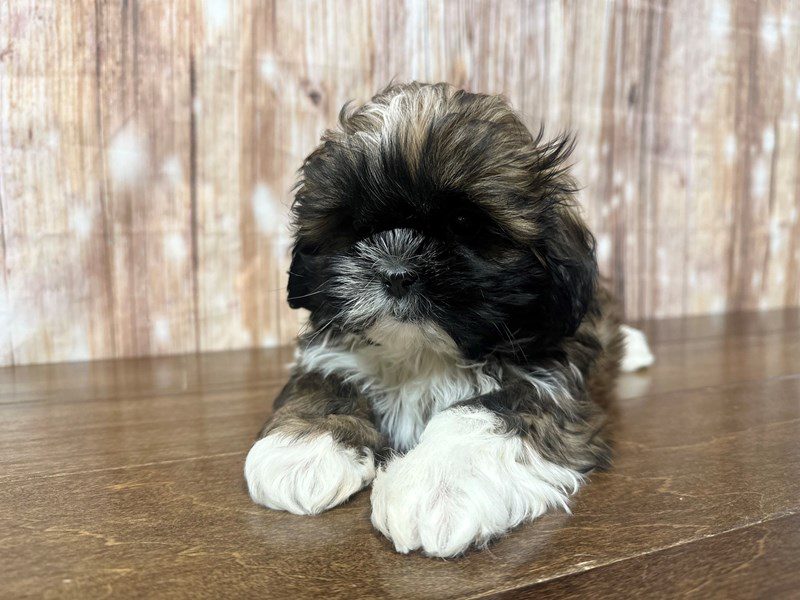 [#3977] Summer - Brown and white Female Shih Tzu Puppies for Sale
