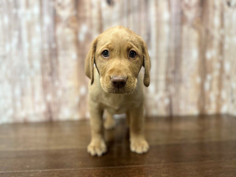 [#3965] Snoopy - Yellow Male Labrador Retriever Puppies for Sale