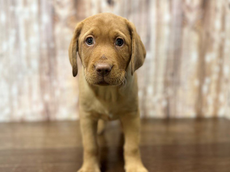 [#3966] Rusty - Yellow Male Labrador Retriever Puppies for Sale