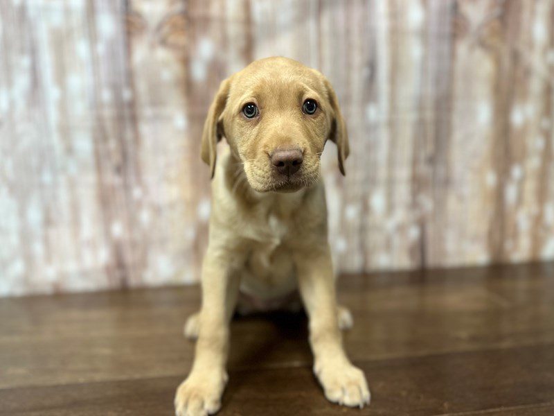 [#3968] Lulu - Yellow Female Labrador Retriever Puppies for Sale