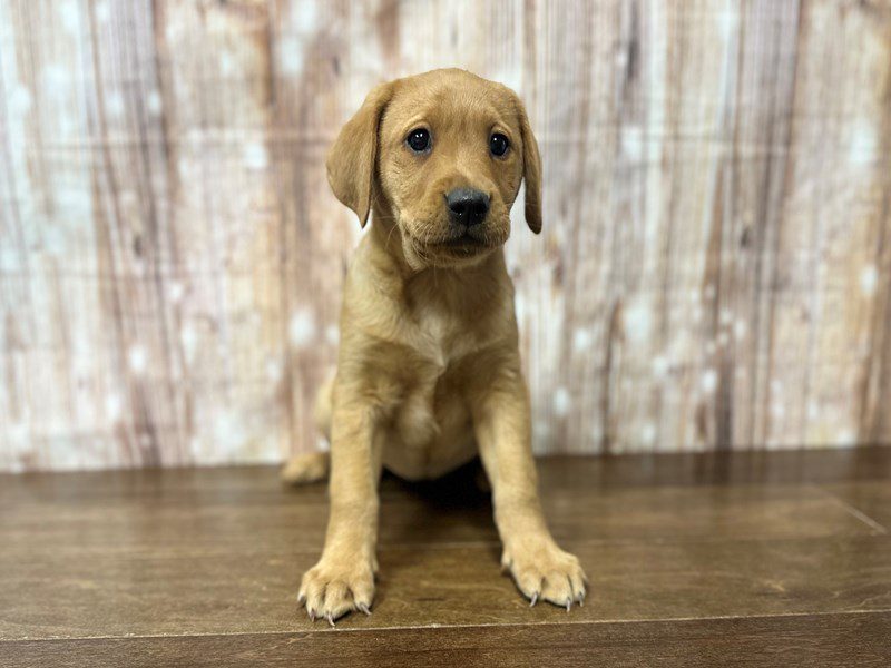 Labrador Retriever Dog Female Yellow 3967