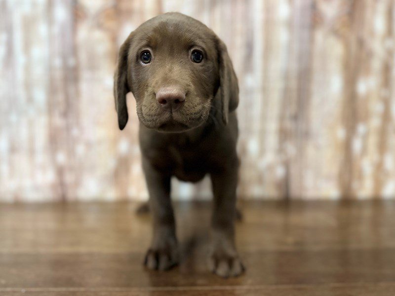Labrador Retriever Dog Male Chocolate 3963