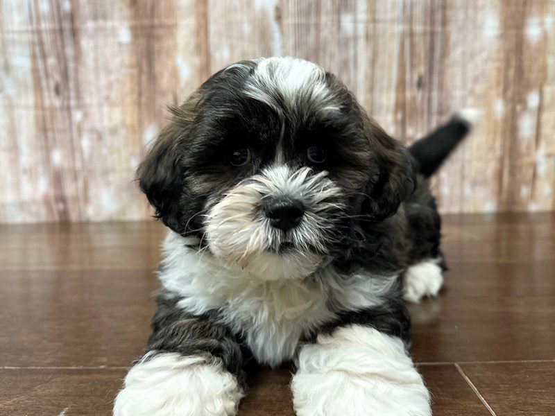[#3976] Carlisle - Brown and white Male Teddy Bear (Shihchon) Puppies for Sale