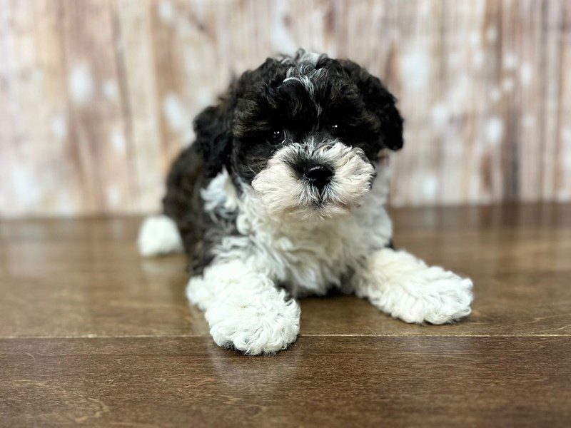 [#3975] Valentina - Brown and white Female Teddy Bear (Shihchon) Puppies for Sale