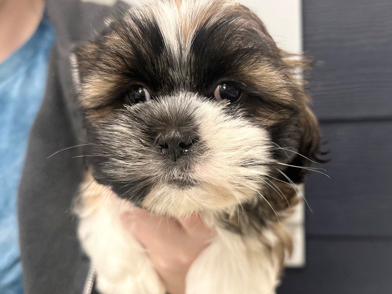 [#3980] Ryann - Brown and white Male Shih Tzu Puppies for Sale