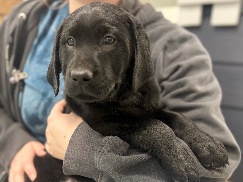 Labrador Retriever Dog Male Black 3964