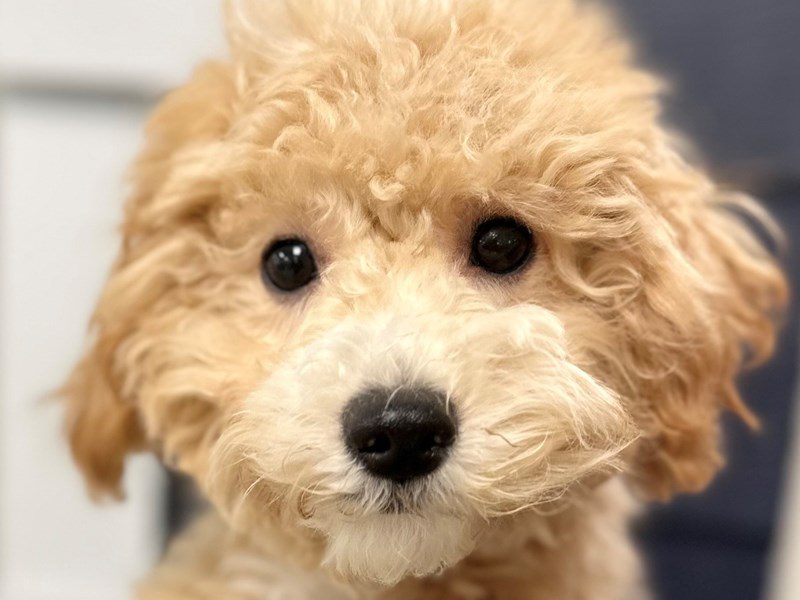 Bichapoo Dog Female Apricot 3878