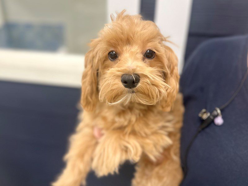 [#3867] Ford - Apricot Male Maltipoo Puppies for Sale