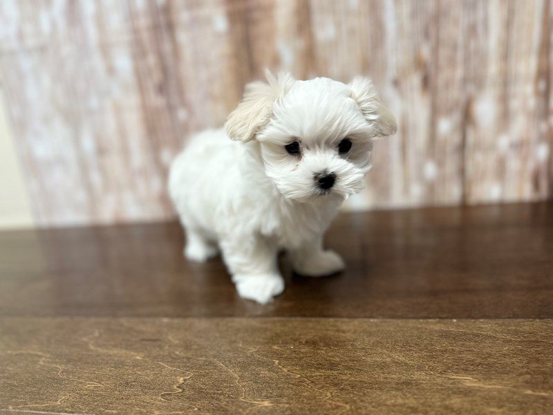 [#4000] Tinsley - White Female Maltese Puppies for Sale