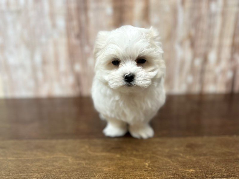 Maltese Dog Male White 3999