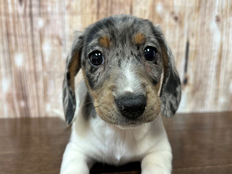 [#3994] Comet - Silver Dapple Piebald Male Dachshund Puppies for Sale