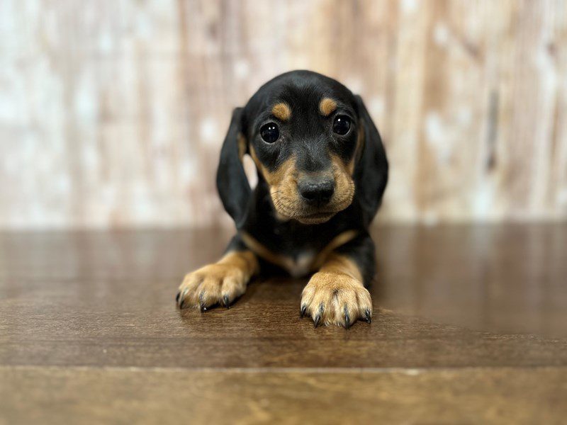 Dachshund Dog Female Black and tan 3998