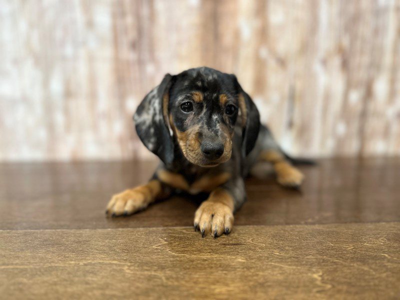 [#3996] Moon - Silver Dapple Female Dachshund Puppies for Sale