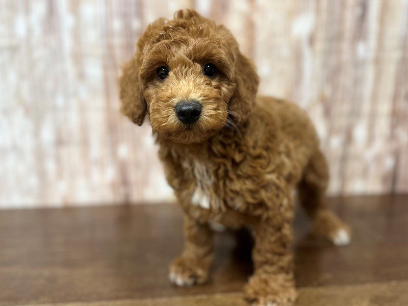 [#4002] Miles - Red Male F1B Bichapoo Puppies for Sale