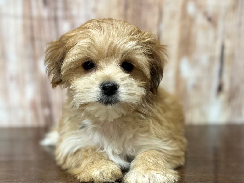 Morkie (Yorkshire Terrier X Maltese) Dog Female Brown and white 4007