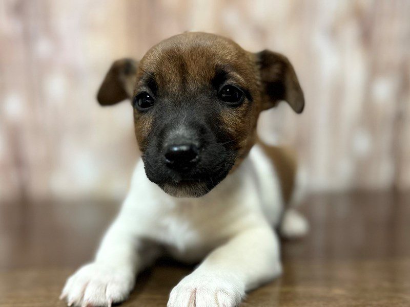 [#3986] Peyton - Brown and white Female Jack Russell Terrier Puppies for Sale