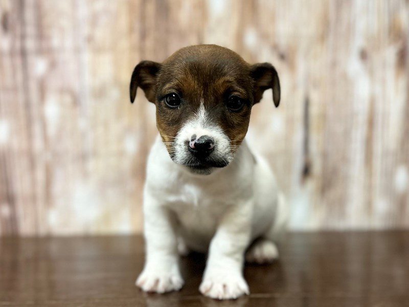 Jack Russell Terrier Dog Male Brown and white 3982