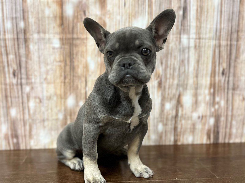 [#3993] Isabella - Blue and tan with white Female French Bulldog Puppies for Sale