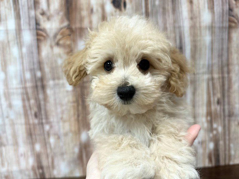 [#3868] Scout - Apricot Male Maltipoo Puppies for Sale
