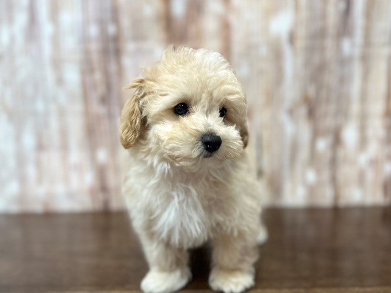 [#3868] Scout - Apricot Male Maltipoo Puppies for Sale