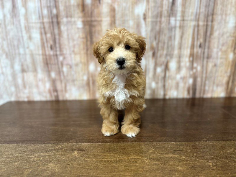 [#3886] Otis - Tan and white Male Morkie (Yorkshire Terrier X Maltese) Puppies for Sale