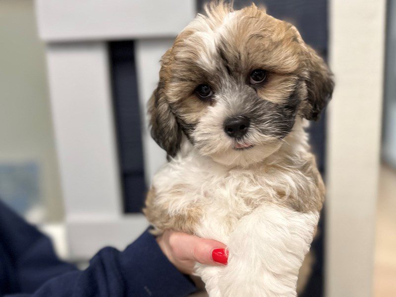 [#3893] Bear - Brown and white with black Male Teddy Bear (Shihchon) Puppies for Sale
