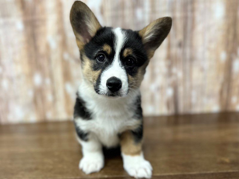 [#3926] Ranger - Tri Color Male Pembroke Welsh Corgi Puppies for Sale