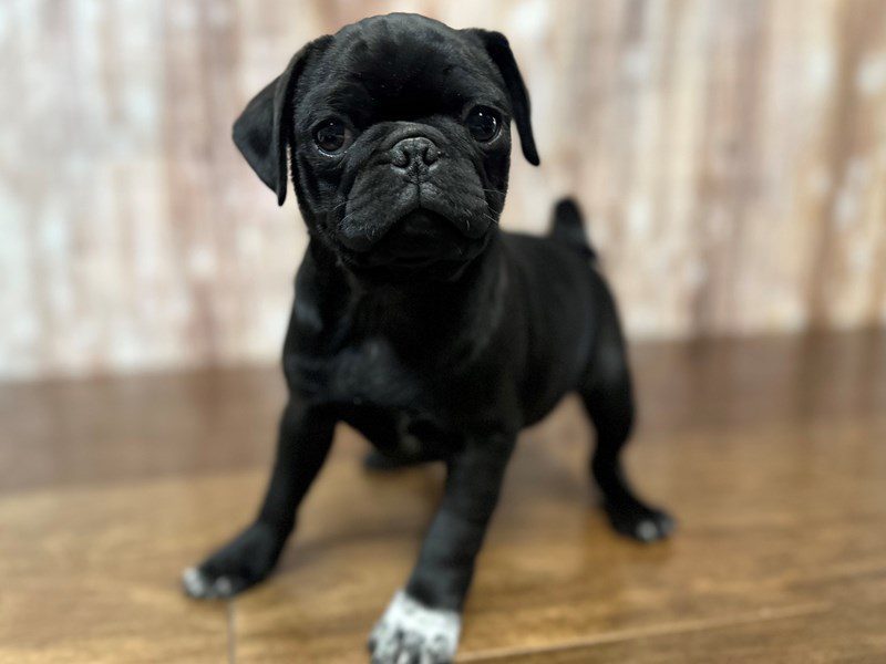 Pug Dog Male Black 3946