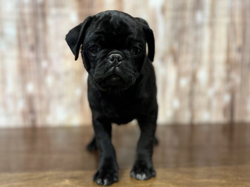 Pug Dog Male Black 3947