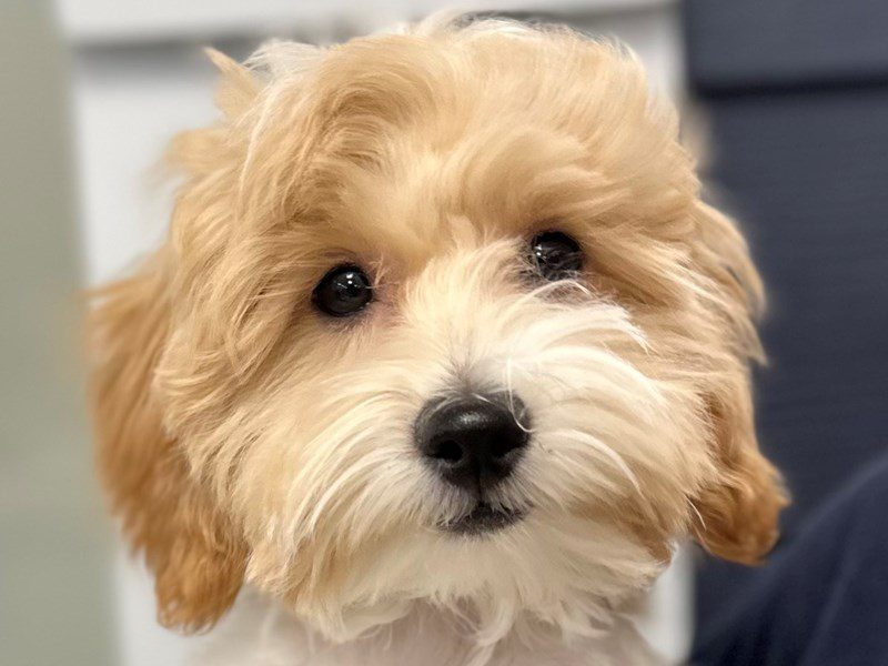 [#3885] Samson - Tan and white Male Morkie (Yorkshire Terrier X Maltese) Puppies for Sale