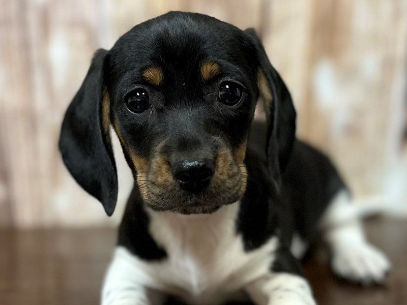 Dachshund Dog Female Black and white Piebald 3997