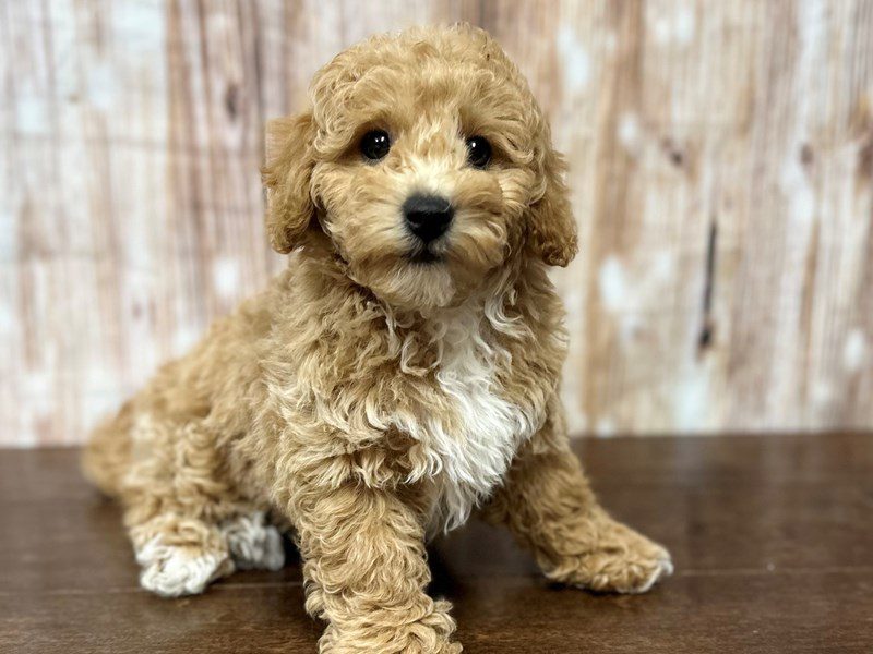[#4001] Gray - Apricot Male F1B Bichapoo Puppies for Sale