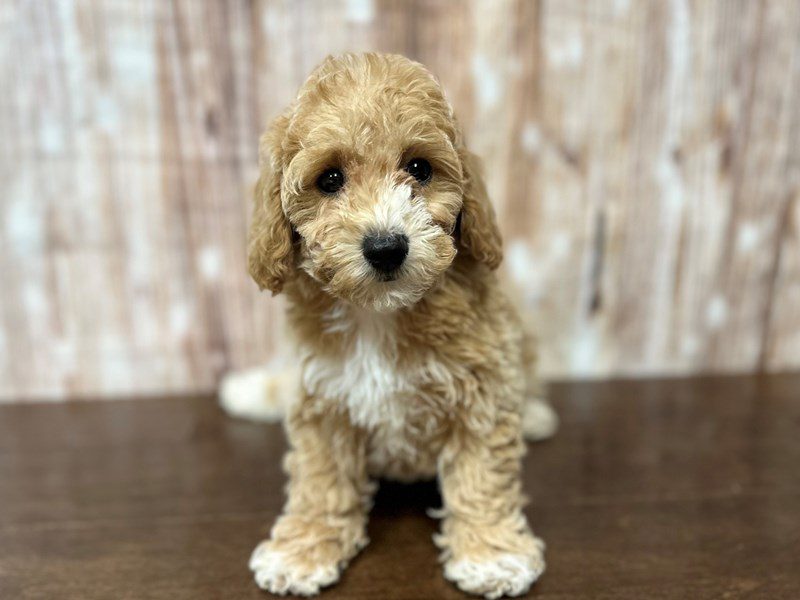 [#4003] Loraine - Apricot Female F1B Bichapoo Puppies for Sale