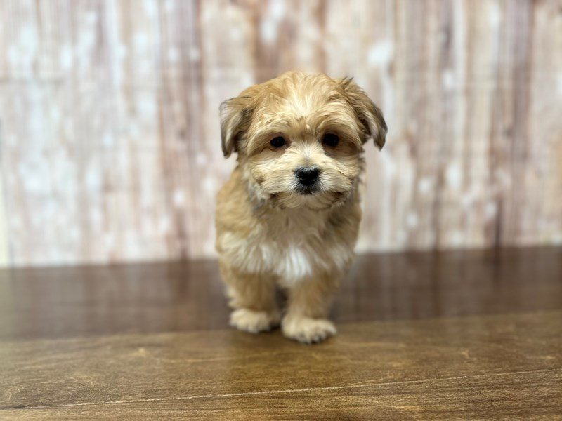 [#4006] Conrad - Brown and white Male Morkie (Yorkshire Terrier X Maltese) Puppies for Sale
