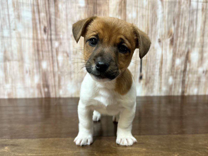 [#3983] Russ - Brown and white Male Jack Russell Terrier Puppies for Sale